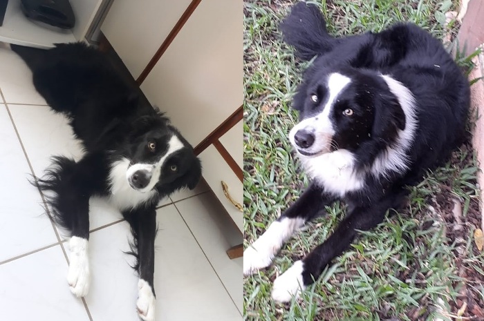 Tem recompensa para quem encontrar Fred. Fugiu em Bebedouro