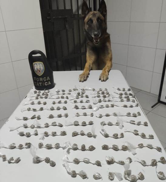 K9 da Força Tática apreende quase 200 buchas de maconha no Araçá