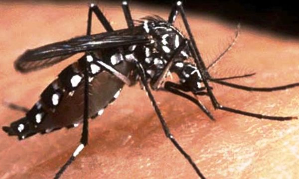 Quase 3 mil casos de dengue em Linhares no período de 4 meses