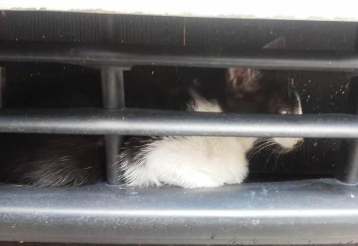 Olha só o lugar que esse gato resolveu se esconder