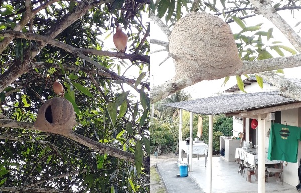 João de Barro: Aves encantam família em sítio de Linhares