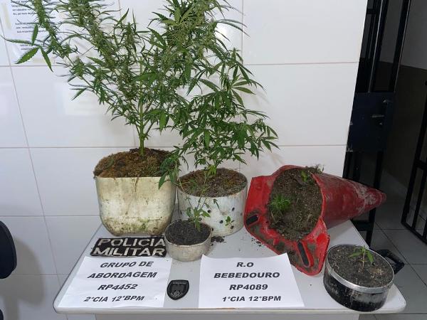 PM detém homem que cultivava maconha no interior de Linhares