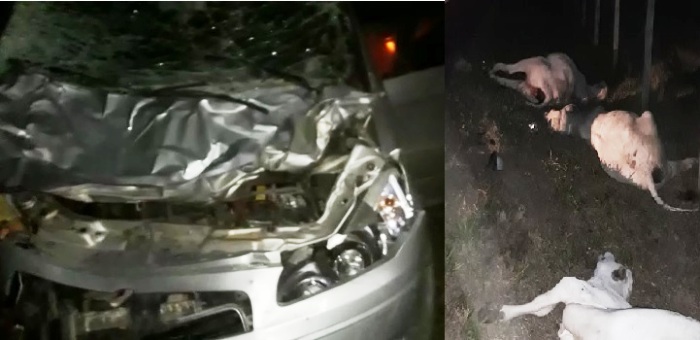 Motorista fica tonto: Carro atropela e mata bois na Estrada do Pontal
