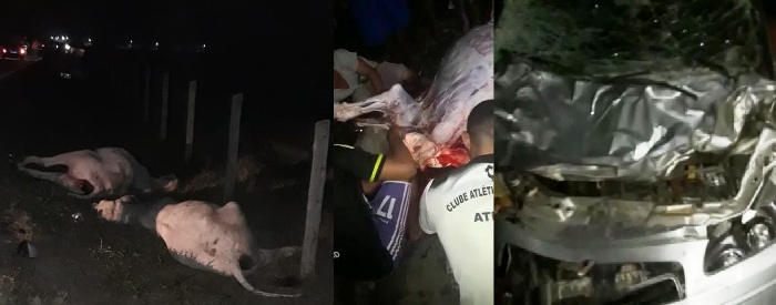 Populares saqueiam carne de bois atropelados na Estrada do Pontal