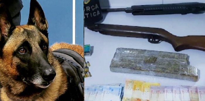Força Tática: Cão Nill fareja, e droga, armas e munições são apreendidos no Humaitá