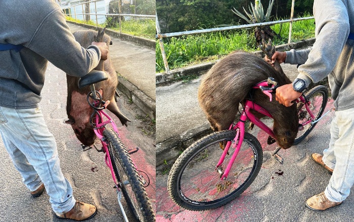 Capivara morre atropelada na margem da Linha Verde, diz leitora