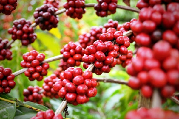 Quase R$ 10 mil em premiação em mais uma edição do Concurso de Qualidade do Café Conilon de Linhares