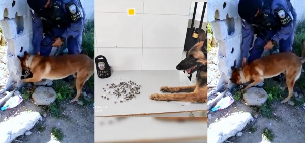 Cão Nill fareja e deixa traficantes do Aviso de cabelos em pé