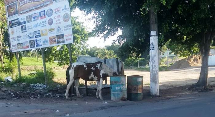 Vão causar acidente, afirma morador sobre cavalos soltos na avenida do Aviso