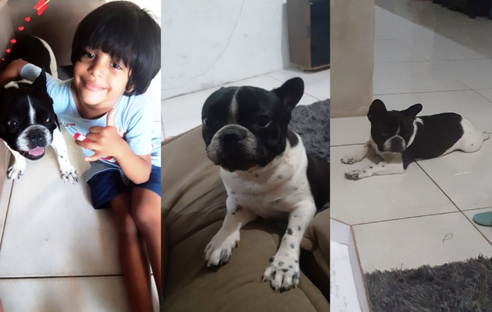 Pingo foge no Movelar, e três crianças pedem ajuda aos leitores
