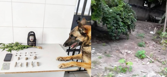 Consumo próprio e dos amigos, afirma dono de pé de maconha apreendido no Movelar 