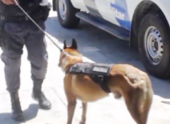 Pai e filho detidos após Cão Nill encontrar crack no Santa Cruz