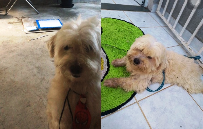 Marley foge do carro do petshop, garotinho de 2 anos o espera aflito