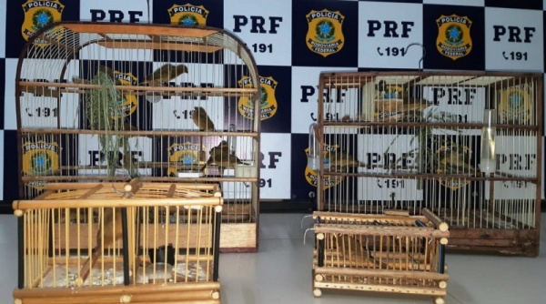 PRF apreende 19 pássaros silvestres em veículo na BR 101