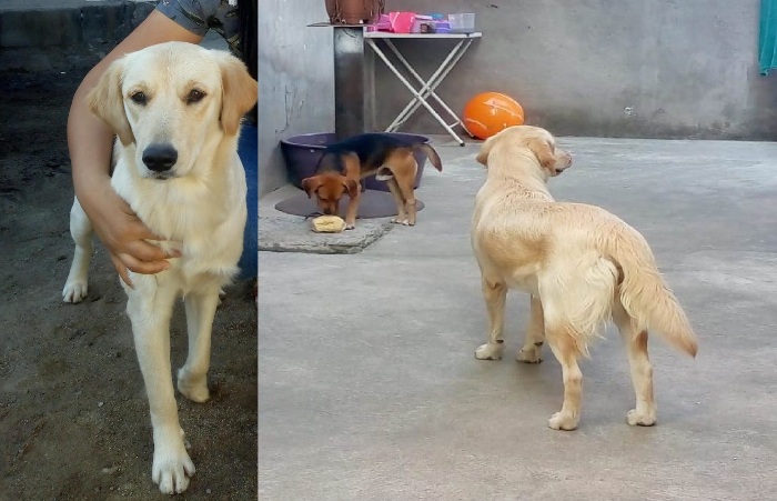 Tem recompensa: Luna e Jesper fogem, criança entristecida pede ajuda