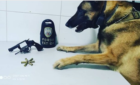 K9: Nill fareja arma de fogo após tiroteio no Interlagos