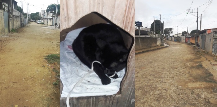 Moradores denunciam envenenamento de gatos em Bebedouro