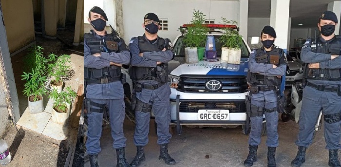 Destaque da tarde: Força Tática apreende pés de maconha em prédio abandonado