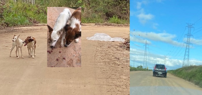 Motorista abandona cachorros dentro de saco no Três Barras