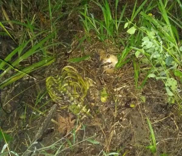 Bicicleta amassada é encontrada ao lado de ossada humana em Linhares