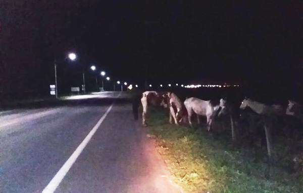 Leitor vê cavalos na Estrada do Pontal, e afirma: Vão causar acidente, e grave