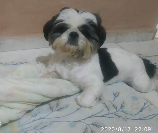 Rapidinho! Leitora vê noticia no Au, Au, Miau, e Bidu já está em casa