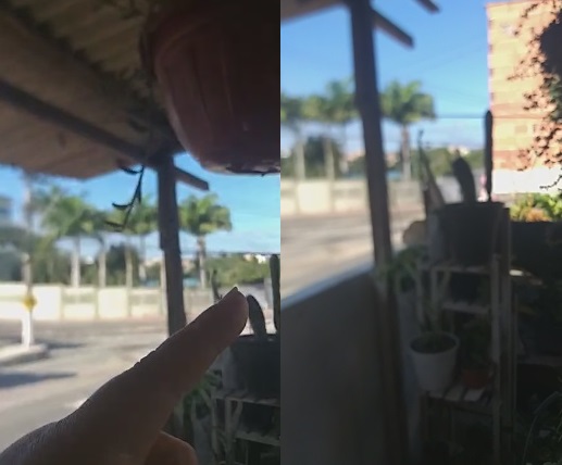 Ladrões furtam plantas de varanda de residência no Interlagos