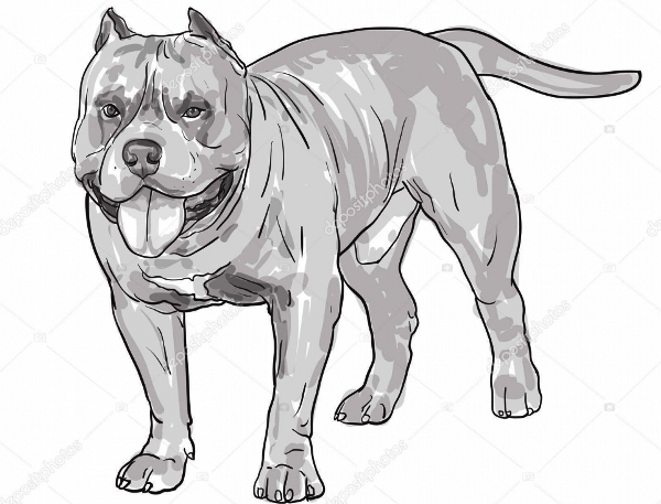 Força Tática enfrenta pitbulls para cumprir mandado de busca e apreensão no Aviso
