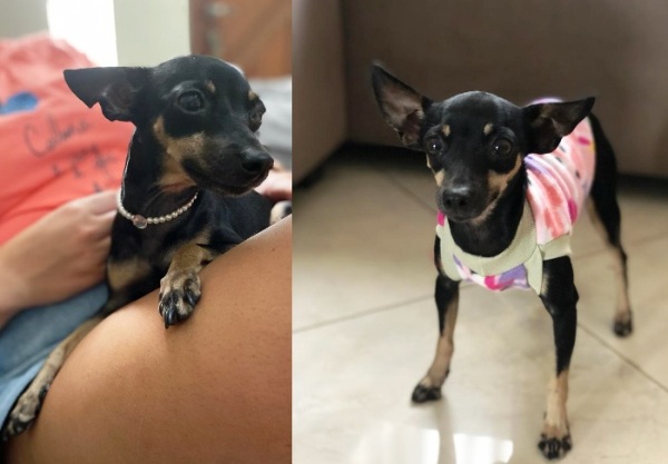 Vovós tristes: Luna foge, e família dará recompensa para quem a encontrar