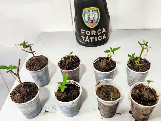 Maconha in natura no Movelar. Um jovem foi detido