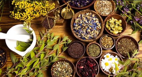 Muito importante: O poder oculto das plantas
