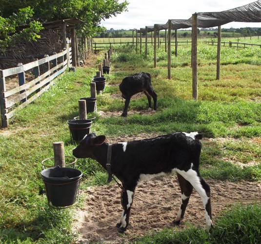 Palestrante nacional participará do 3º Milk Break da APL 