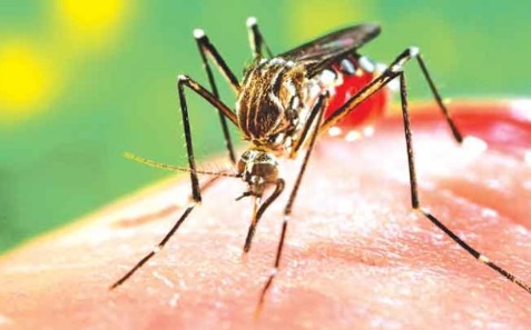 Cai número de casos de dengue em Linhares, mas alerta continua