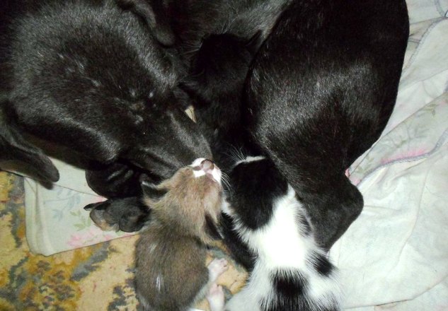 Cadela ‘adota’ filhotes de gatos no São José