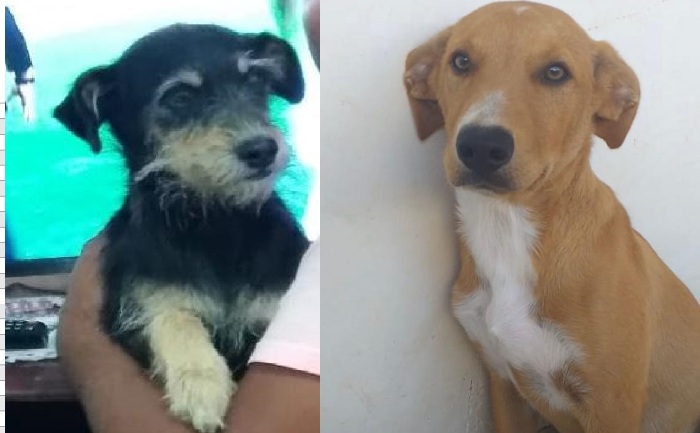 Charlota e Catulin fogem no Movelar. São vira-latas e amo como filhas, diz dona