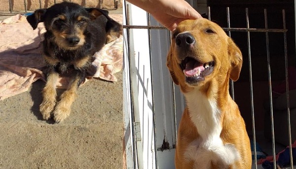 Olha só quem voltou para casa, no Movelar