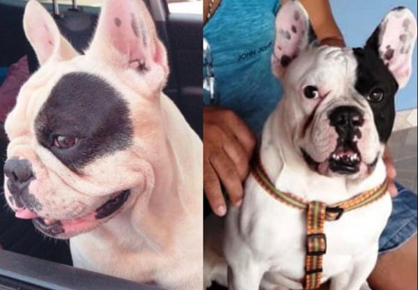 Recompensa para quem encontrar Marley e Grego, que fugiram no Interlagos