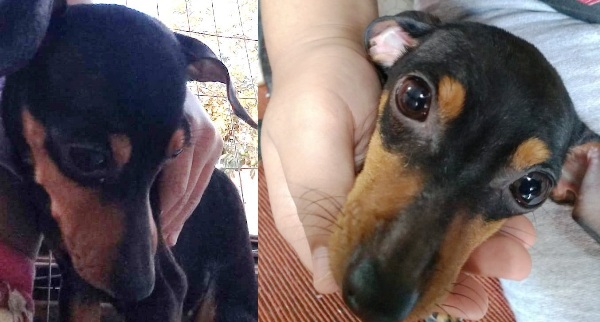 Fugiu no Interlagos: Garotinha pede ajuda para encontrar Lua