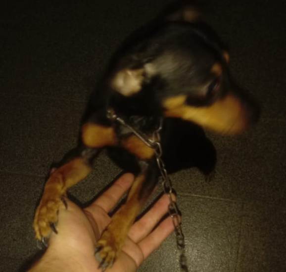 Encontrada: Lua está de volta, e garotinha é só alegria
