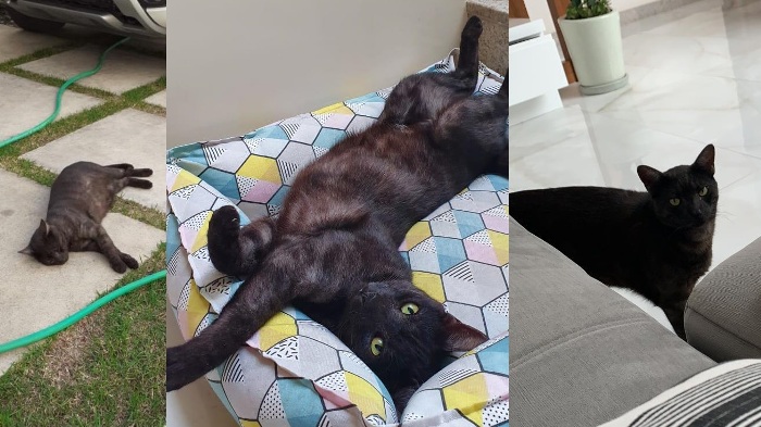 Quem viu o Fofinho? Ele fugiu no Shell, e dona pede ajuda