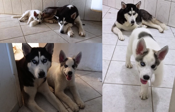 Recompensa para quem encontrar o Rub e a Belly que fugiram no Três Barras