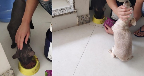 Ele voltou! Fofinho passa maus pedaços, mas agora está tudo bem