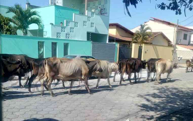 Vacas nas avenidas do São José: Dá até medo isso, diz leitor