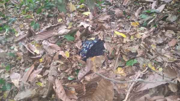 Morta a tiros: Corpo de mulher é encontrado em lavoura de cacau em Linhares