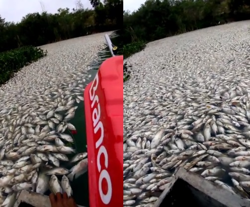 Assustador: Peixes aparecem mortos em lagoa de Linhares