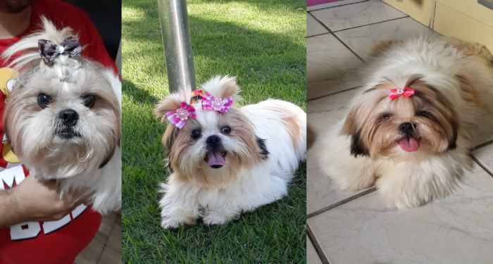 Recompensa para quem encontrar Meg: Garotinho de 10 é só tristeza