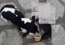 Cachorrinha se desespera diante do corpo do filhote atropelado no Aviso