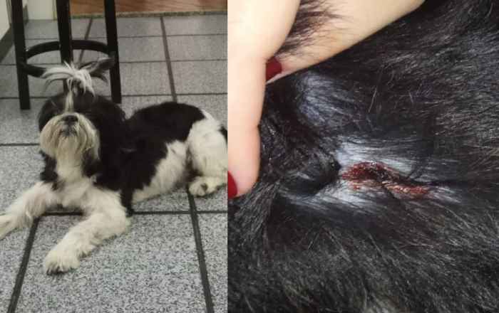 Leitora reclama de ferimento no animal de estimação ao receber vacina antirrábica em Linhares