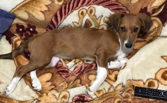 Laguna 2: Recompensa para quem encontrar Cindy. Garotinha está desesperada