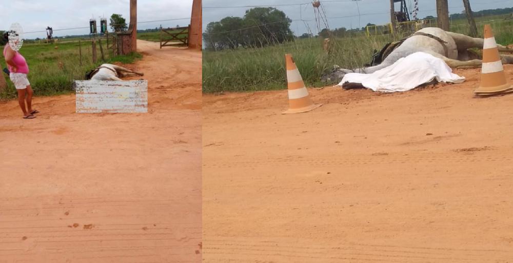 Homem e cavalo morrem eletrocutados na localidade do Cedro